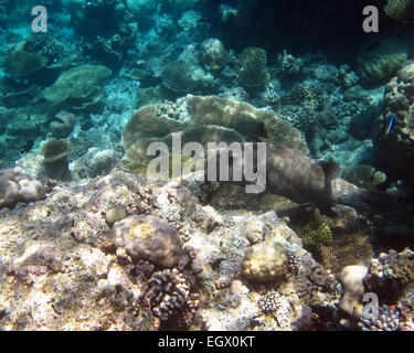 Piscine poisson-globe étoilé sur un récif de corail dans les Maldives Banque D'Images