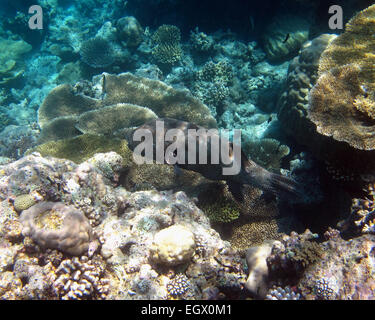 Arothron stellatus poisson-globe étoilé natation sur un récif de corail dans les Maldives Banque D'Images