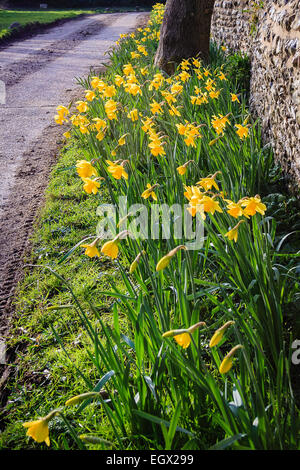 Bienvenue au printemps un spectacle d'un frontière dense de belles jonquilles jaune contre un mur de pierre, sur un chemin de campagne à Surrey, en Angleterre. Banque D'Images