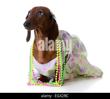 - Chien femelle Teckel miniature portant des vêtements sur fond blanc Banque D'Images