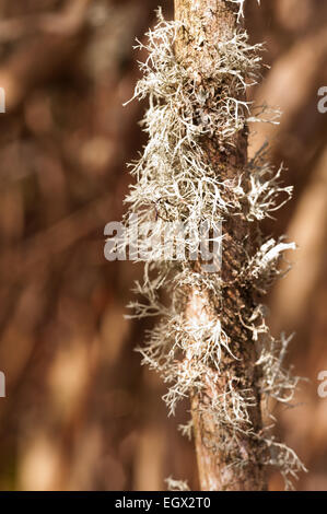 Ramalina farinacea lichens fruticuleux du renne et de la mousse de plus en plus parmi les lichens foliacés sur l'écorce de chêne tronc de l'arbre de vie Banque D'Images