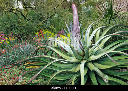 Une spectaculaire Octopus agave, Agave vilmoriniana, ou ressemble à une créature d'une autre planète comme il se prépare à fleurir. Banque D'Images