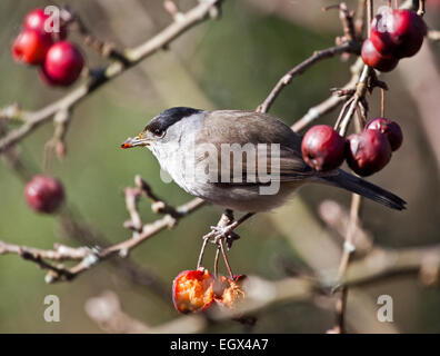 Sylvia atricapilla Blackcap (mâle) sur le fait de manger des fruits sur Malus Sentinelle rouge Crabe (pommier) Banque D'Images