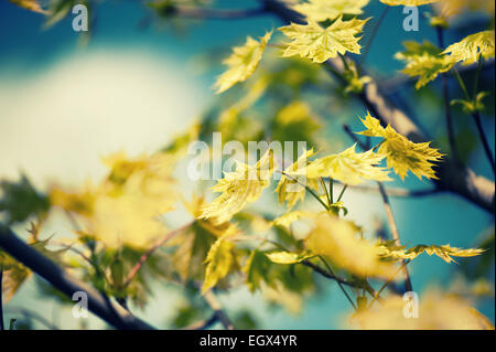 Arrière-plan flou artistique avec des feuilles sur un érable. Correction tonale. Banque D'Images