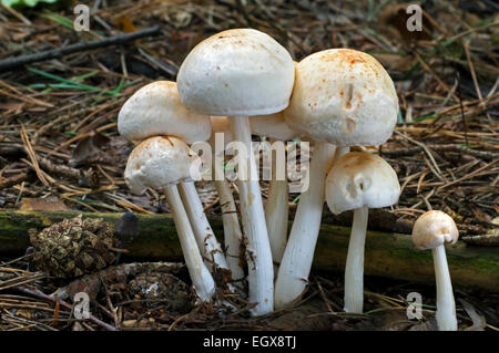 Vu toughshank / repéré à tige dure / repéré Collybia (Collybia maculata / Rhodocollybia maculata) dans une forêt de pins Banque D'Images