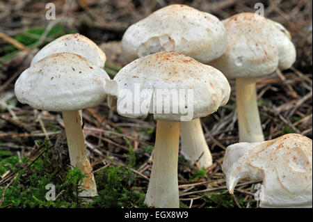 Vu toughshank / repéré à tige dure / repéré Collybia (Collybia maculata / Rhodocollybia maculata) dans une forêt de pins Banque D'Images