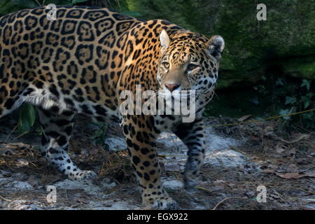 L'Amérique du Sud femelle Jaguar (Panthera onca), gros plan de la tête Banque D'Images