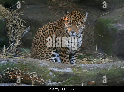 L'Amérique du Sud femelle Jaguar (Panthera onca) Banque D'Images