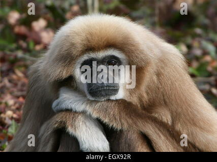 Gros plan de la tête d'une mélancolie à Gibbons asiatiques ou White-Handed gibbon (Hylobates lar) Banque D'Images