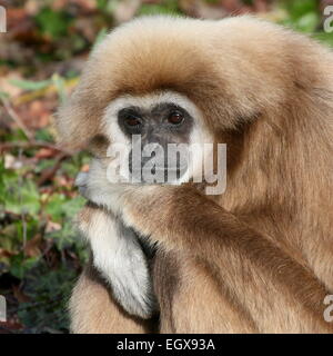 Gros plan de la tête d'un White-Handed ou Gibbons d'Asie gibbon (Hylobates lar) posant sur le terrain Banque D'Images