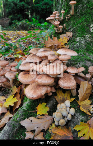 Miel foncé (champignon Armillaria Armillaria ostoyae / solidipes) à la base de l'arbre infecté Banque D'Images