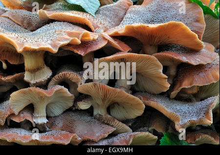 Miel foncé (champignon Armillaria Armillaria ostoyae / solidipes) croissant en cluster sur tronc d'arbre dans la forêt d'automne Banque D'Images