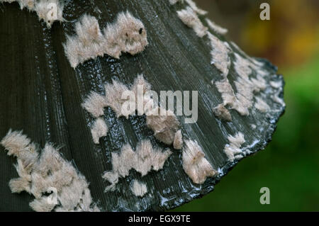 Inkcap Magpie (Coprinopsis picacea / champignon Agaricus picaceus / Coprinus picaceus) cap couverts dans les restes du voile / voile Banque D'Images