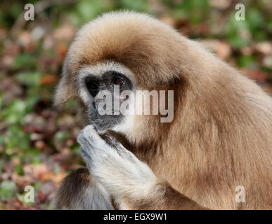 Gros plan de la tête d'un White-Handed ou Gibbons d'Asie gibbon (Hylobates lar) posant sur le terrain Banque D'Images