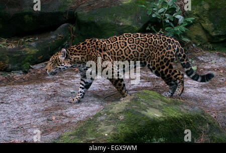 L'Amérique du Sud femelle Jaguar (Panthera onca) marche dans une forêt ombragée Banque D'Images