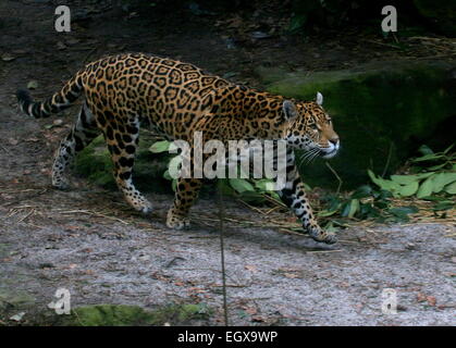 L'Amérique du Sud femelle Jaguar (Panthera onca) sur le vagabondage, la marche passé Banque D'Images