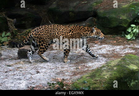 L'Amérique du Sud femelle Jaguar (Panthera onca) marche dans une forêt ombragée Banque D'Images