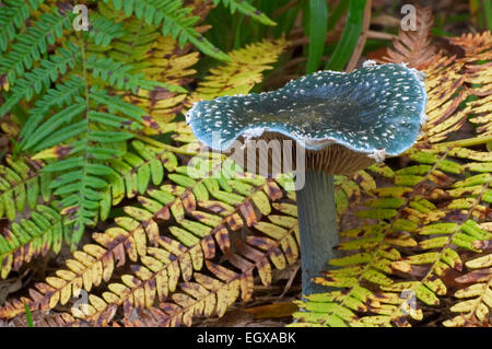 Roundhead bleu champignon (Stropharia caerulea / Psilocybe caerulea / Stropharia cyanea) Banque D'Images