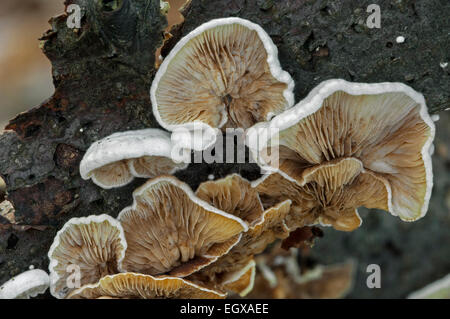 Dessous montrant les branchies d'porecrust / Split gill (Schizophyllum commune / Agaricus alneus) sur une branche Banque D'Images