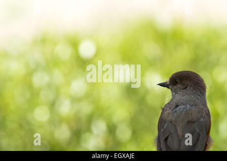 Jay Perisoreus infaustus sibérienne,. Banque D'Images