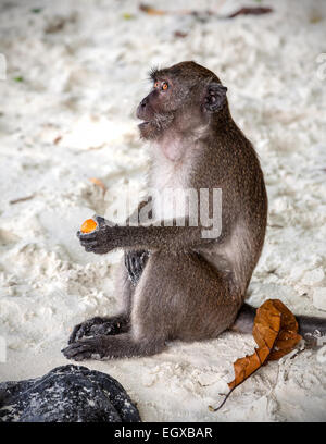 Singe assis avec des fruits sur une plage. Banque D'Images