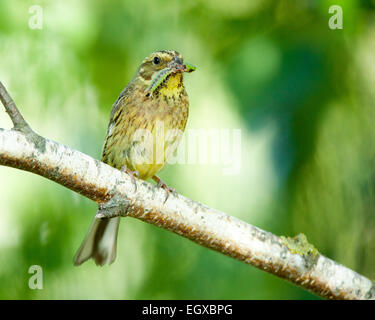 Yellowhammer (Emberiza citrinella). La région de Moscou, Russie Banque D'Images