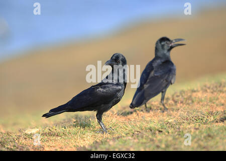 Gros-bec-de-Corbeau (Corvus macrorhynchos) Banque D'Images