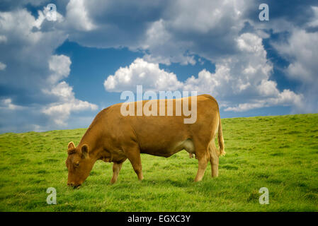 Vaches qui paissent dans les pâturages. L'Irlande. Banque D'Images