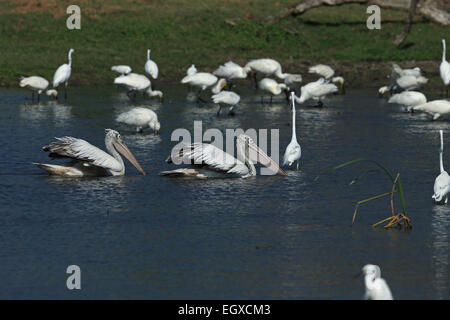 Spot-billed Pelican (Pelecanus philippensis) Banque D'Images