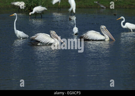 Spot-billed Pelican (Pelecanus philippensis) Banque D'Images