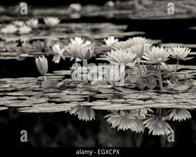 Les nénuphars en fleur en étang.avec la réflexion. Oregon Banque D'Images