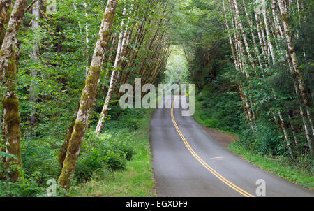 La lumière du soleil peut à peine filtrer à travers la forêt tropicale dense couvert sur cette route de vacances Banque D'Images