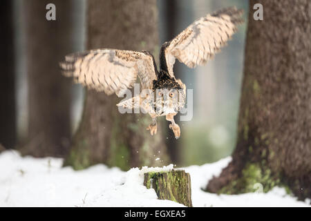 Grand Owl (Bubo bubo), volant à travers une forêt dans la neige Banque D'Images