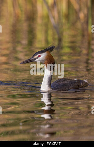 Des profils grèbe huppé (Podiceps cristatus) natation Banque D'Images