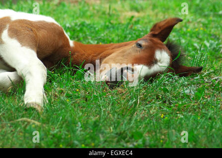 Poulain de couchage. Composition de la nature. Banque D'Images