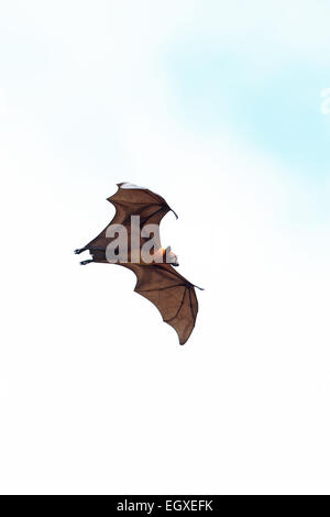 Indian Flying Fox (Pteropus giganteus) Banque D'Images