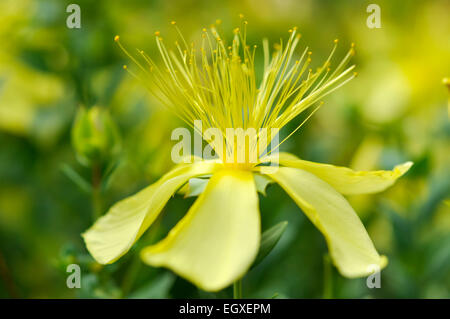 Hypericum olympicum 'Citrinum' avec des pétales jaune pâle et de longues étamines. Banque D'Images