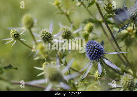 Eryngium planum bleu avec des fleurs fond vert. Banque D'Images