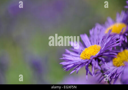 Fleabane Erigeron (bleu) avec des fleurs bleu doux et fond vert. Banque D'Images