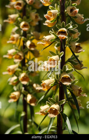 Digitalis ferruginea (Rusty Foxglove). Une digitale vivace avec des fleurs jaunes et orange. Banque D'Images
