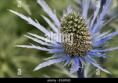 Eryngium hérissés (Mer Thistle) capitule avec blue ruff. Banque D'Images