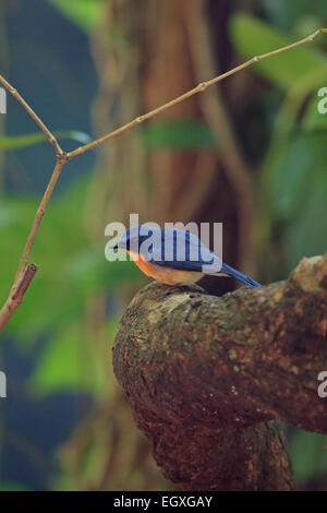 Tickell's Blue (Lacedo tickelliae jerdoni) Banque D'Images