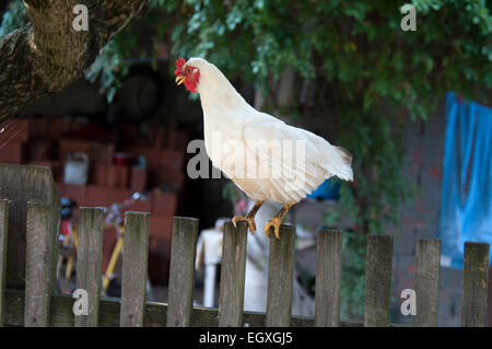 Pintade grange debout sur une clôture en Cigos dans Parc Naturel Lonjsko Polje en Croatie. Un Haushuhn steht auf einem Thousand Oaks Real à Cigoc. Banque D'Images