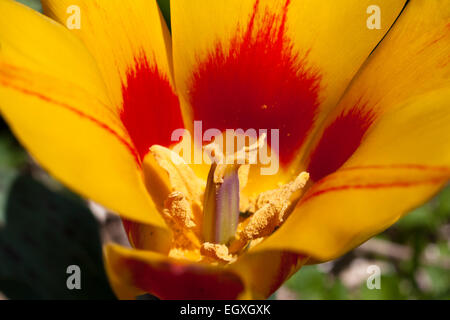 Close-up of tulip Banque D'Images