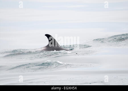 Le dauphin à nez blanc piscine près de Reykjavik dans l'océan Atlantique Nord au large de l'Islande. Weißschnauzendelfin Ein im Nordatlantik. Banque D'Images