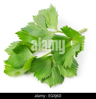 Livèche fraîche twig isolé sur fond blanc. Herbes aromatiques culinaires. Banque D'Images