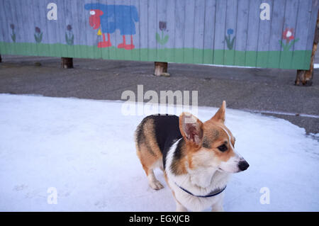 Welsh Corgi Pembroke en face d'un mur décoré Banque D'Images