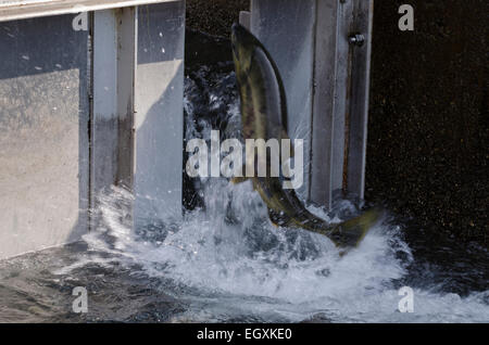 Le saumon kéta (Oncorhynchus keta) saute sur l'échelle à poissons, la pisciculture Macauly sur le Canal Gastineau, Juneau, le sud-est de l'Al Banque D'Images
