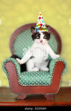 Chaton noir et blanc assis sur une chaise portant un chapeau de fête d'anniversaire Banque D'Images