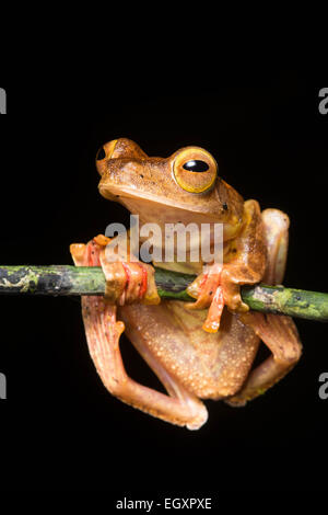 Une grenouille arlequin (Rhacophorus pardalis) à partir de la jungle de Bornéo, cette espèce passe la plupart de son temps dans les arbres. Banque D'Images